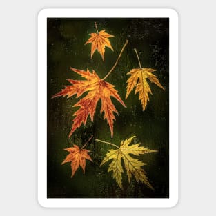 Acer Leaves on a Window with Raindrops Sticker